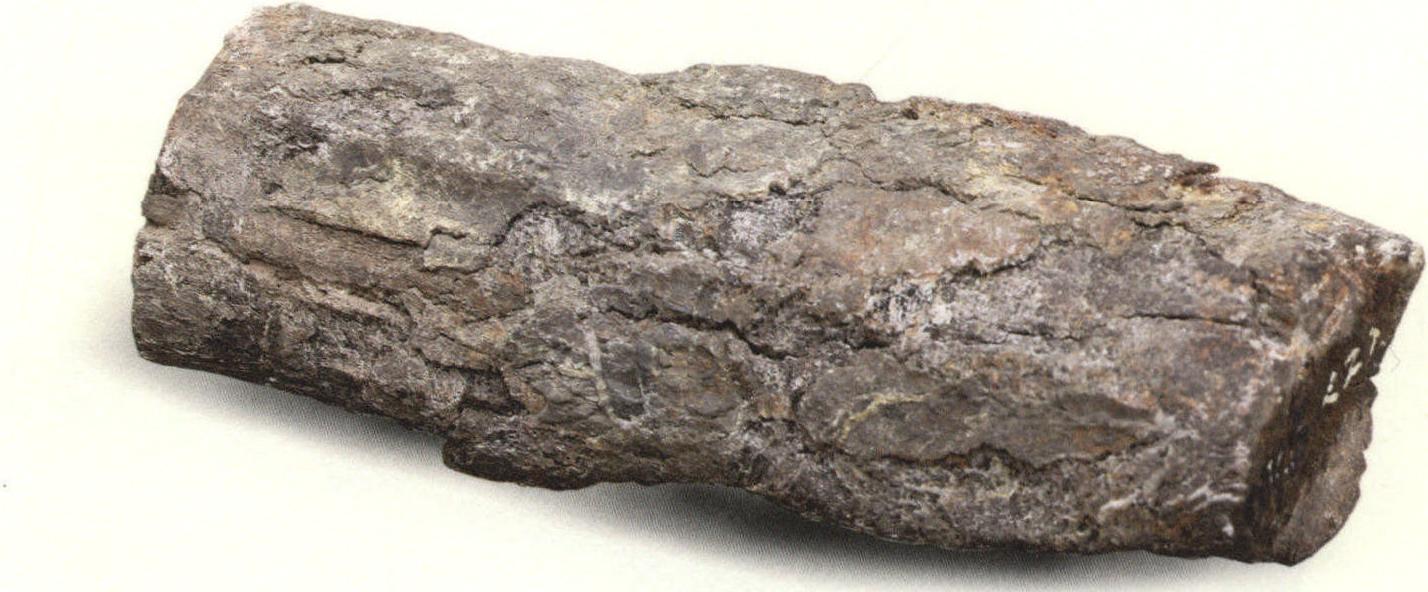 树干化石